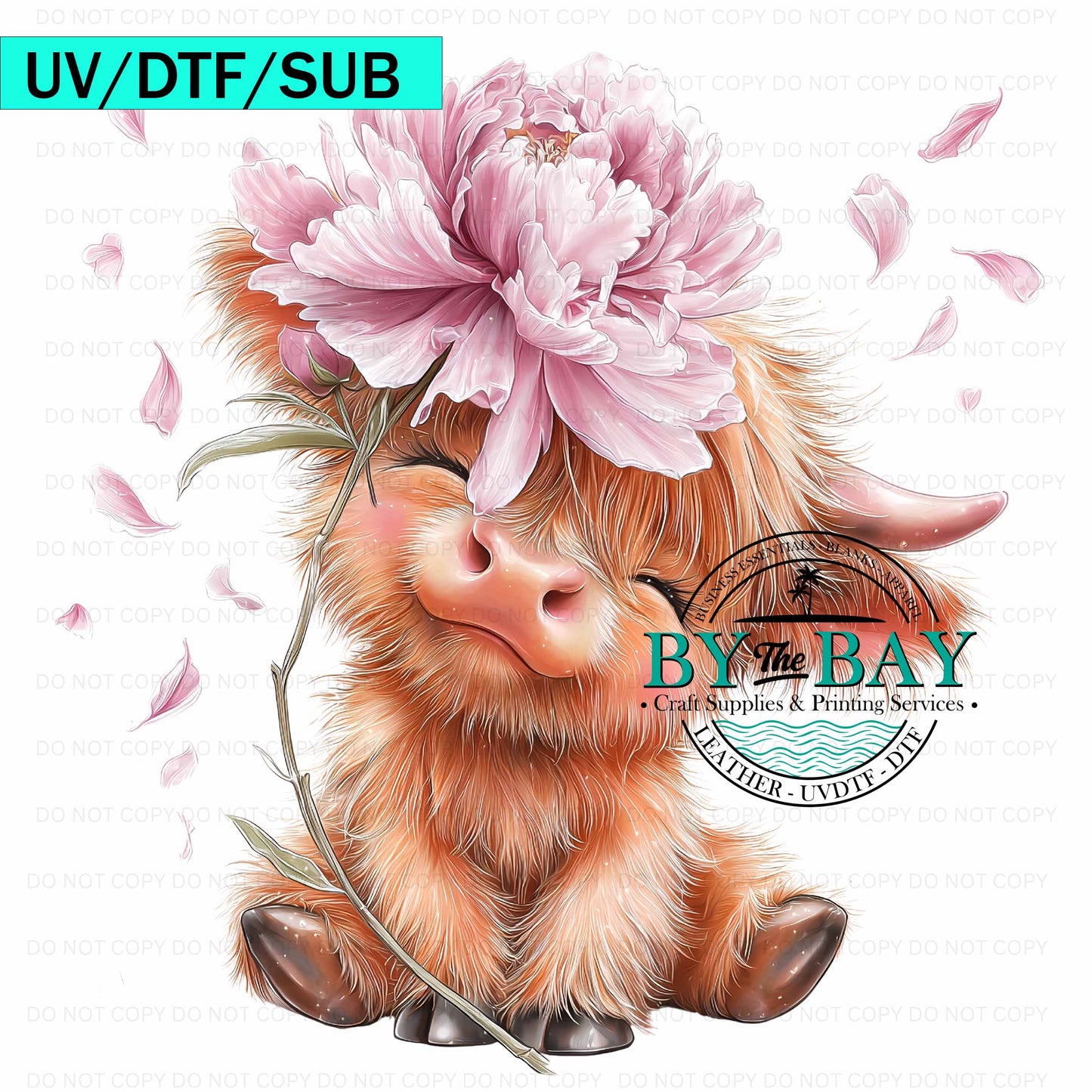 Highland Cow 001