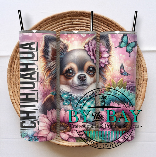 Chihuahua