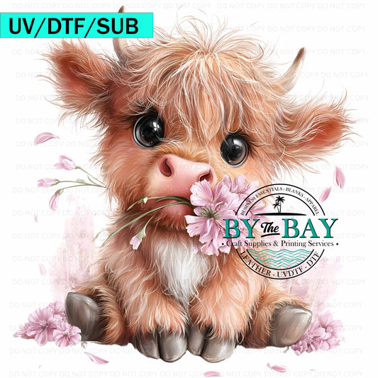 Highland Cow 003