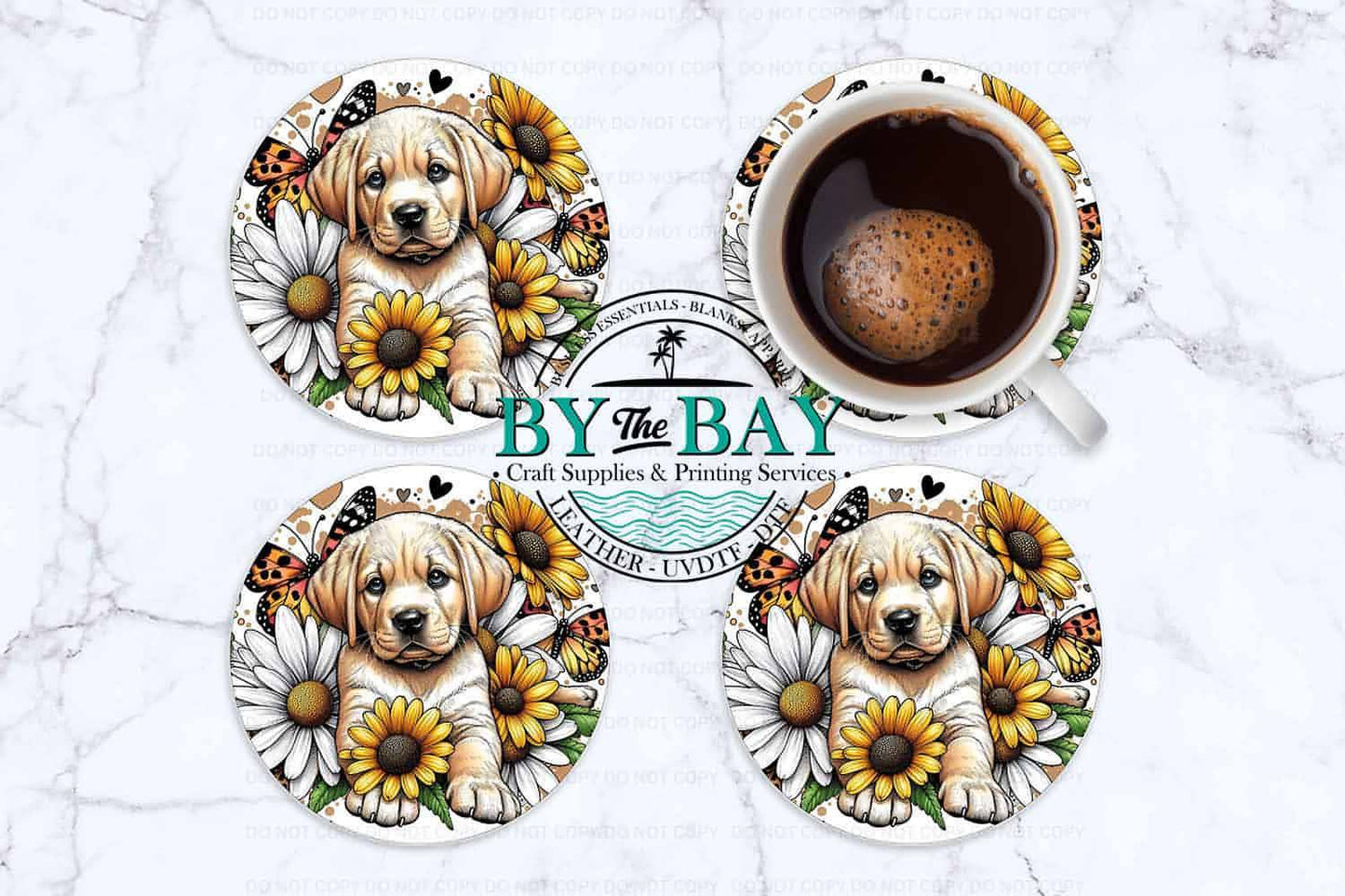 Labrador Daisy