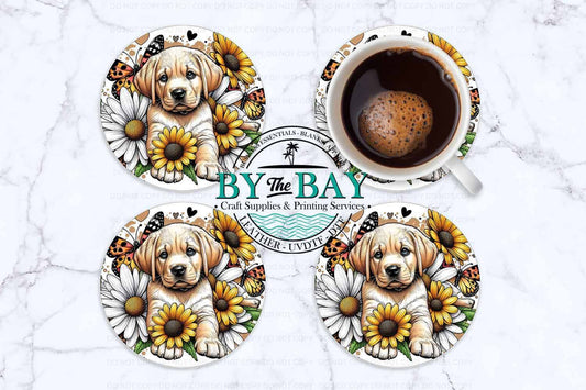 Labrador Daisy